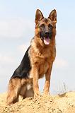 BERGER ALLEMAND 417